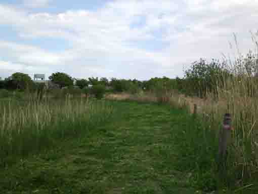 a path with green grass