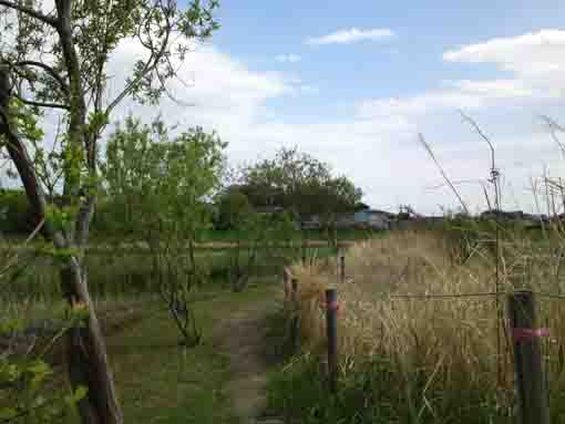 cogon in Oogashiwagawa Retention Basin