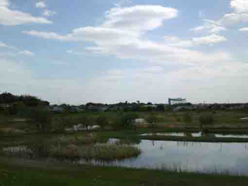 ponds and green grass under the sky