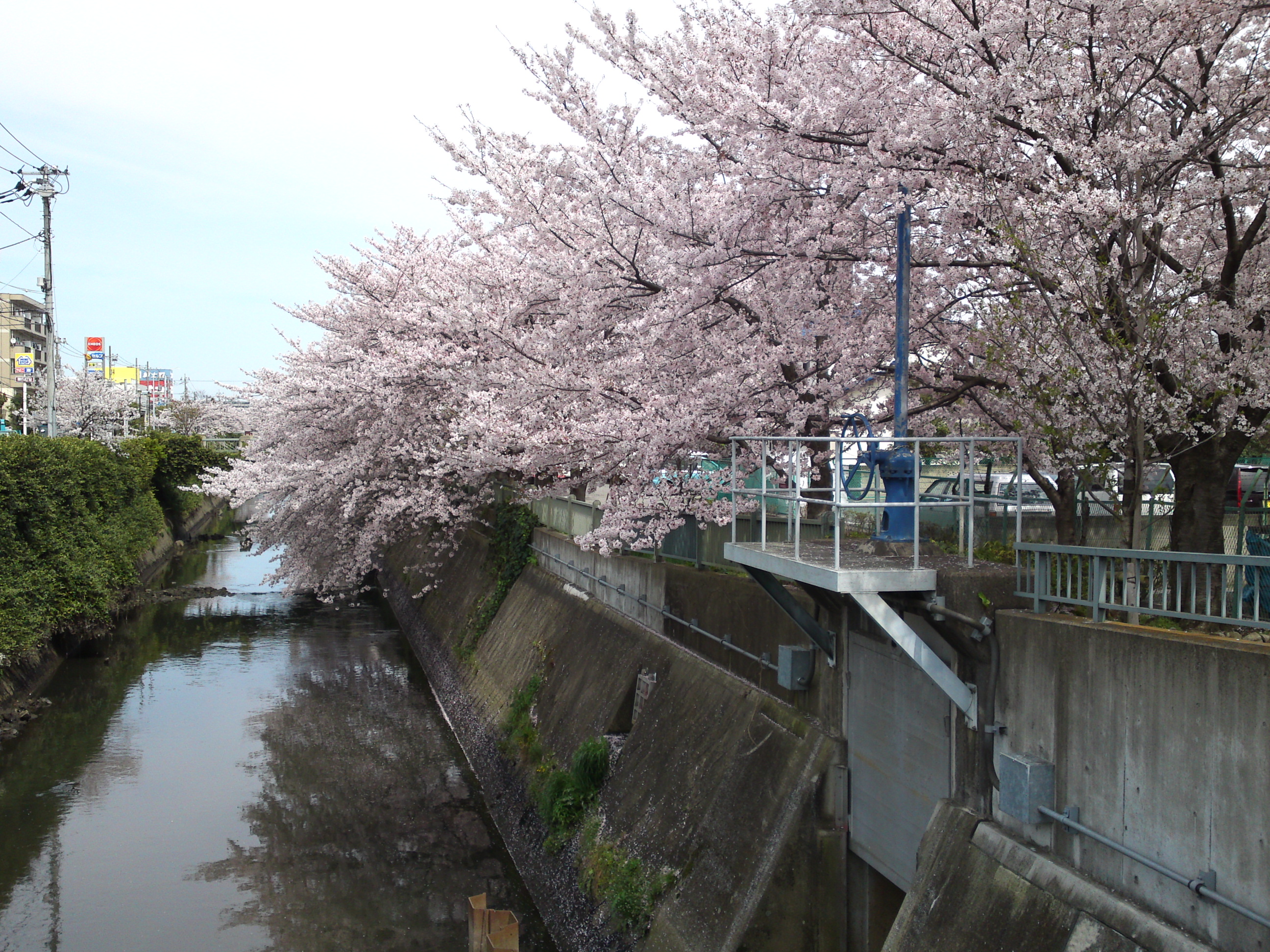 2017年大柏川沿いに咲く桜の花１５