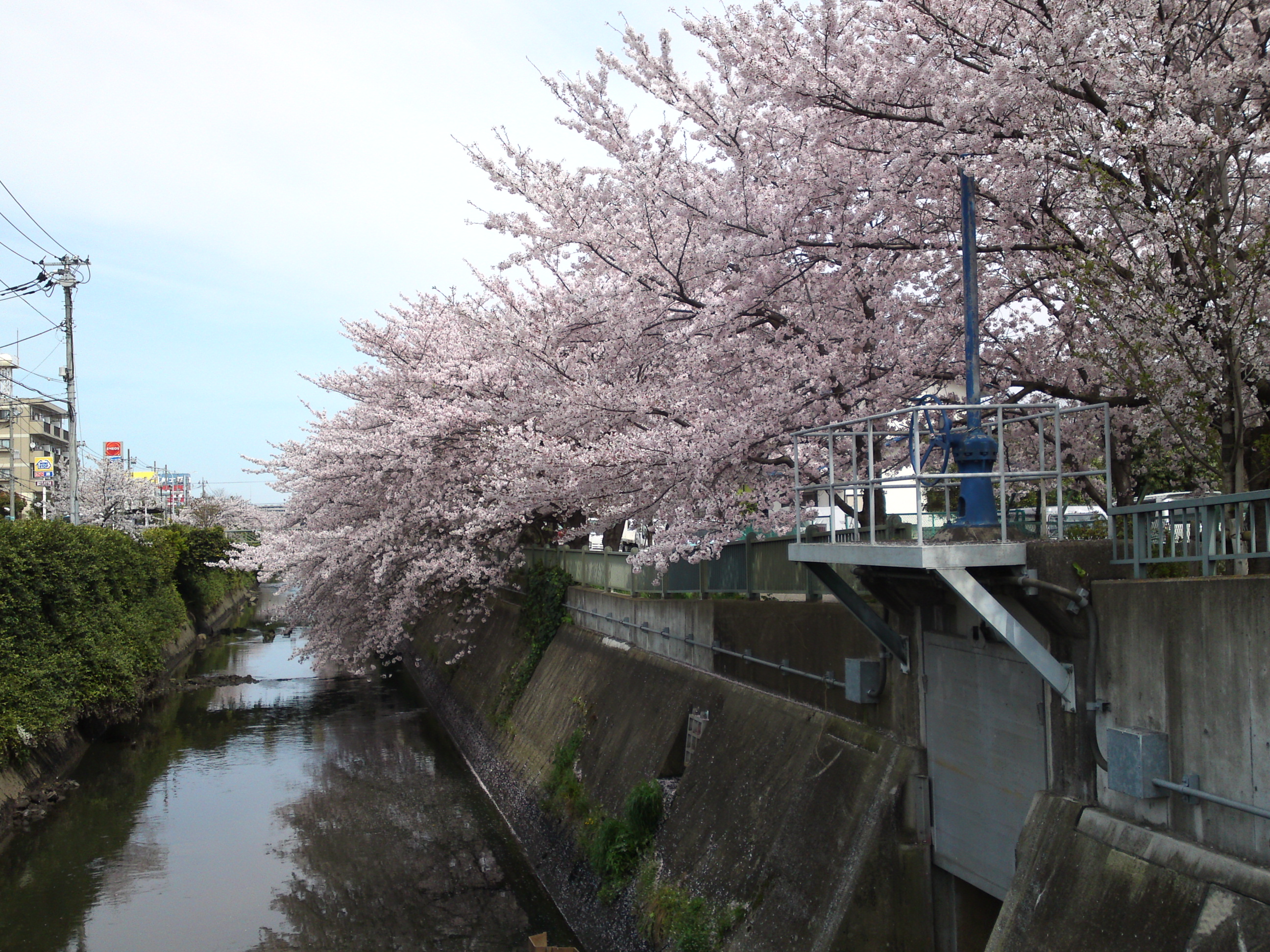 2017年大柏川沿いに咲く桜の花１６
