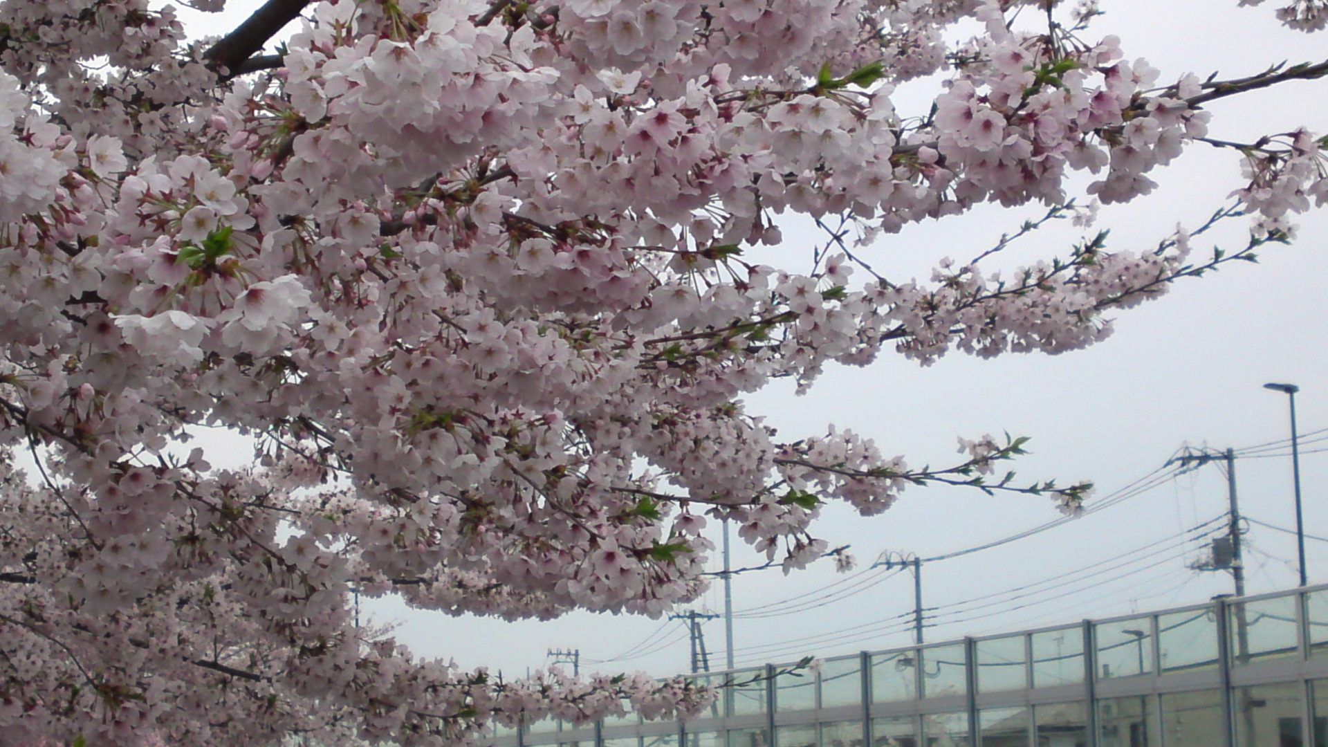 2017年大柏川沿いに咲く桜の花１