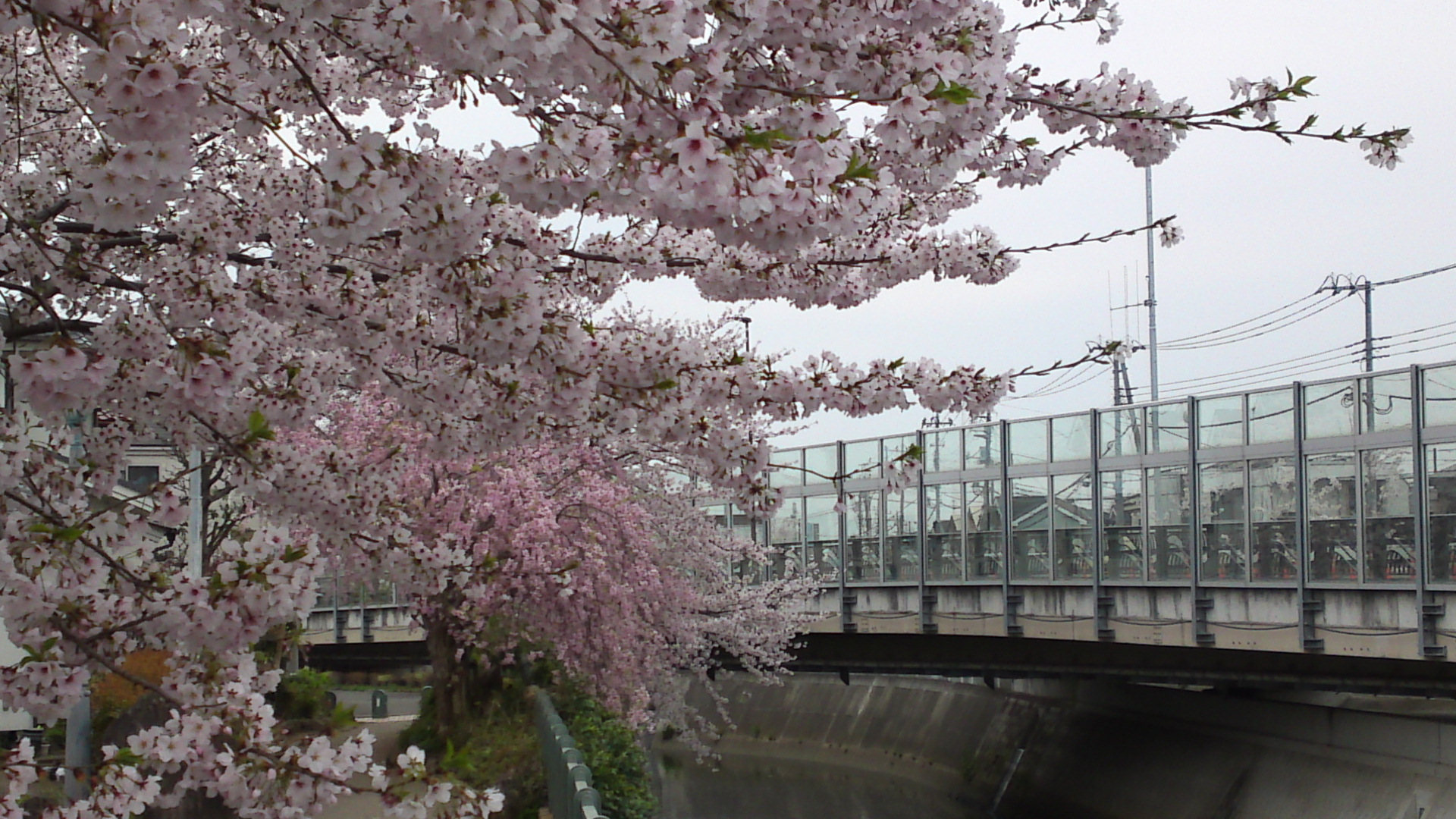 2017年大柏川沿いに咲く桜の花３