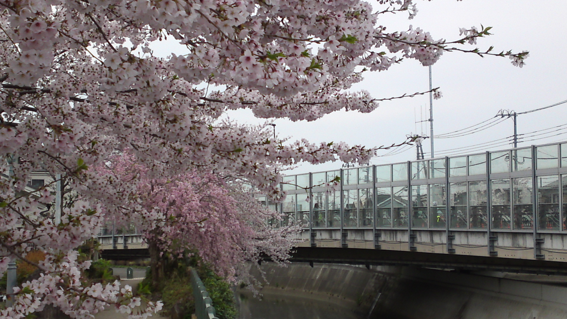 2017年大柏川沿いに咲く桜の花４