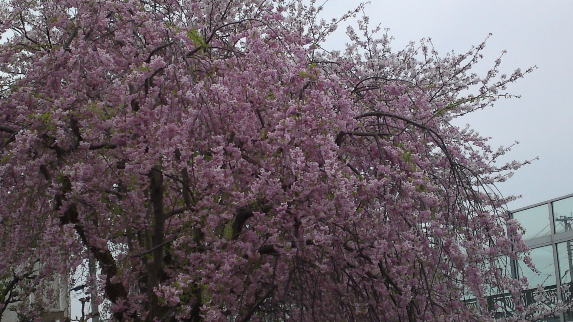 2017年大柏川沿いに咲く桜の花５