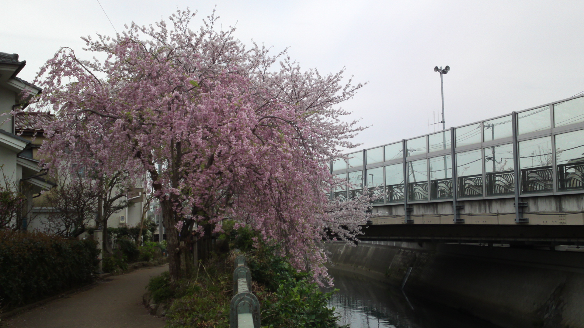 2017年大柏川沿いに咲く桜の花７
