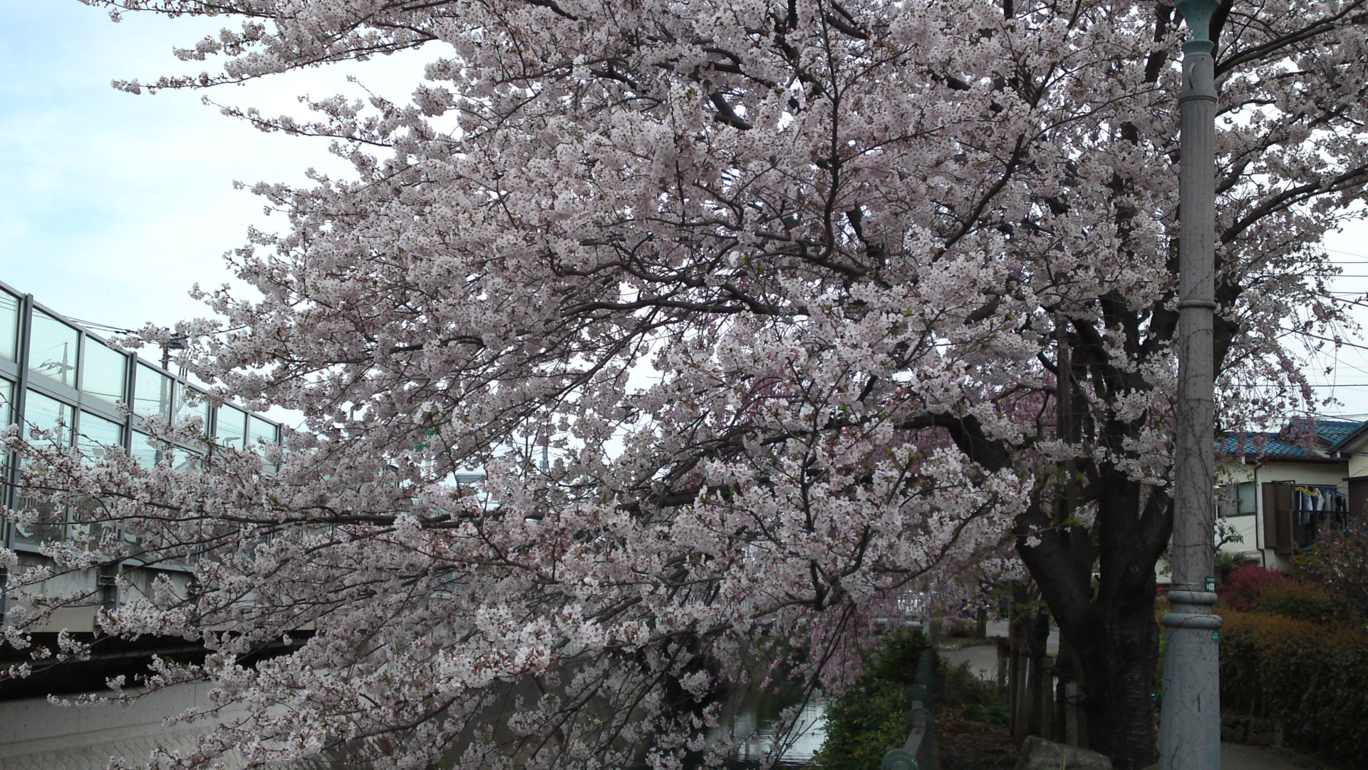 2017年大柏川沿いに咲く桜の花８