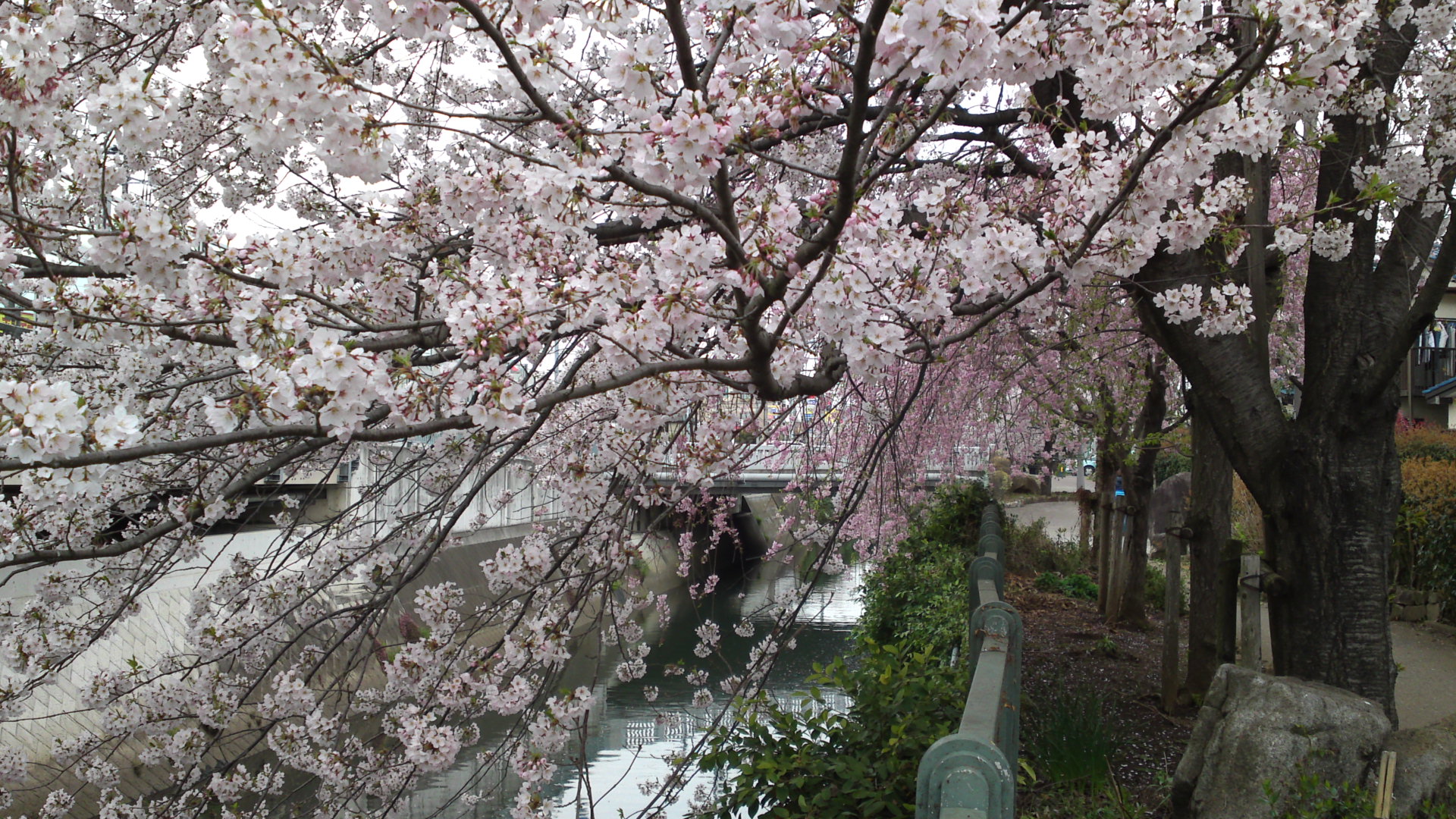 2017年大柏川沿いに咲く桜の花９