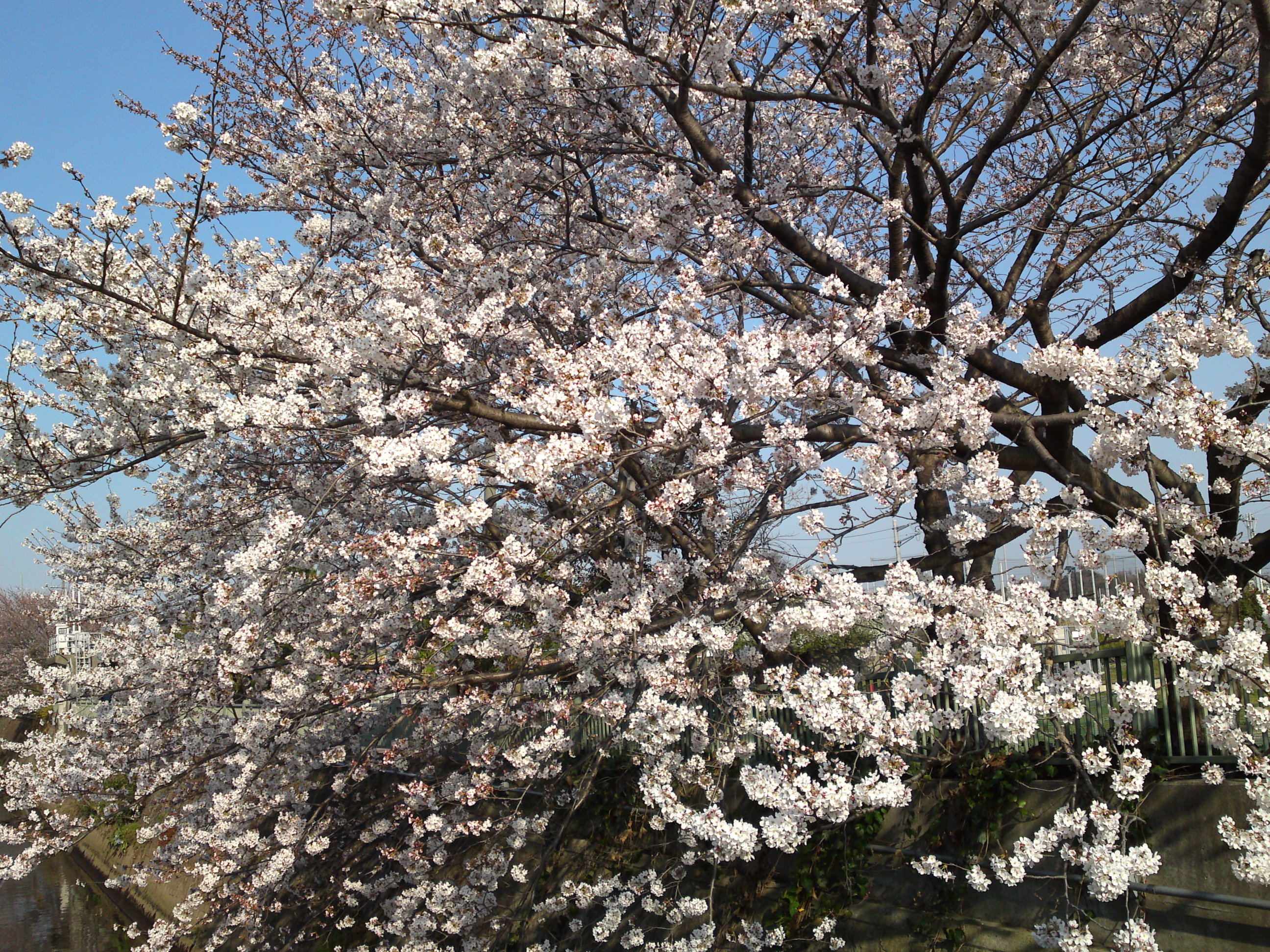 2018年大柏川沿いに咲く桜の花１