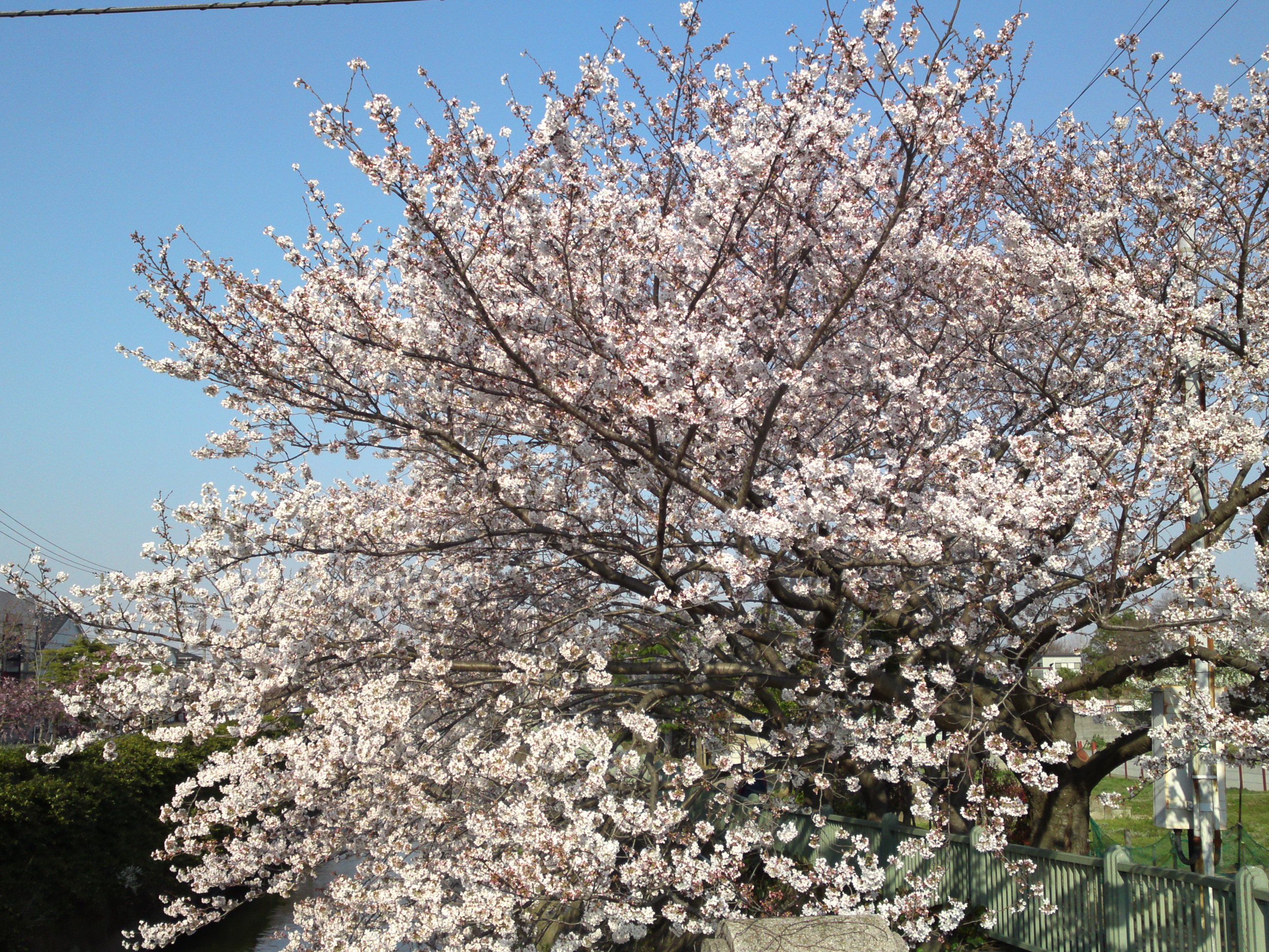 2018年大柏川沿いに咲く桜の花３
