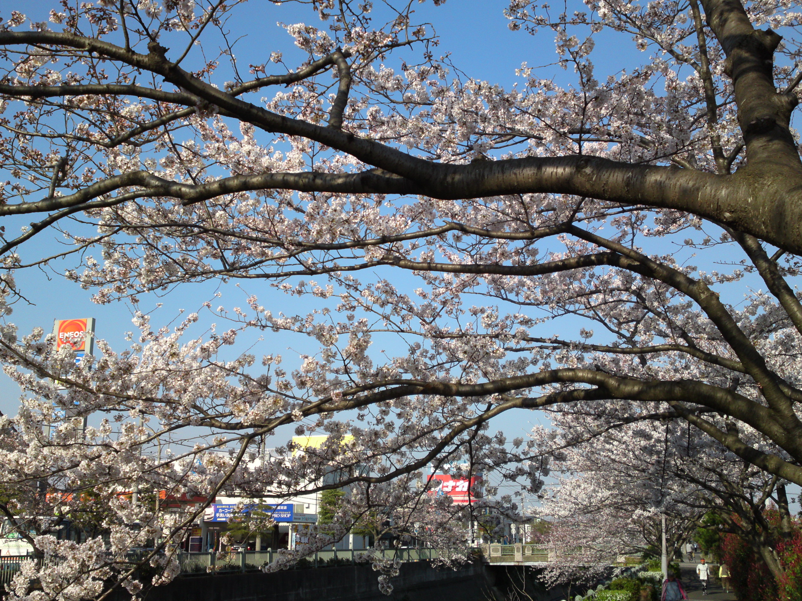 2018年大柏川沿いに咲く桜の花４