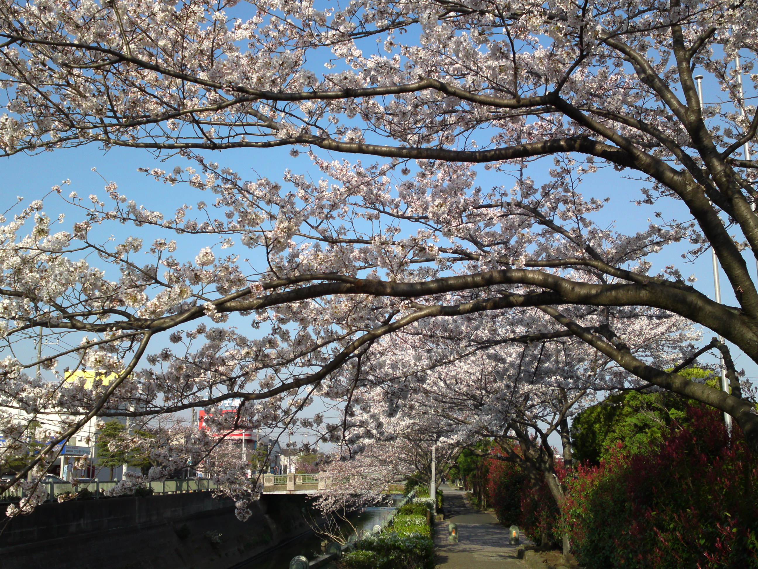 2018年大柏川沿いに咲く桜の花５