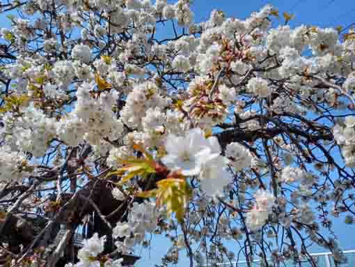 遠寿院古木梅の白い花々