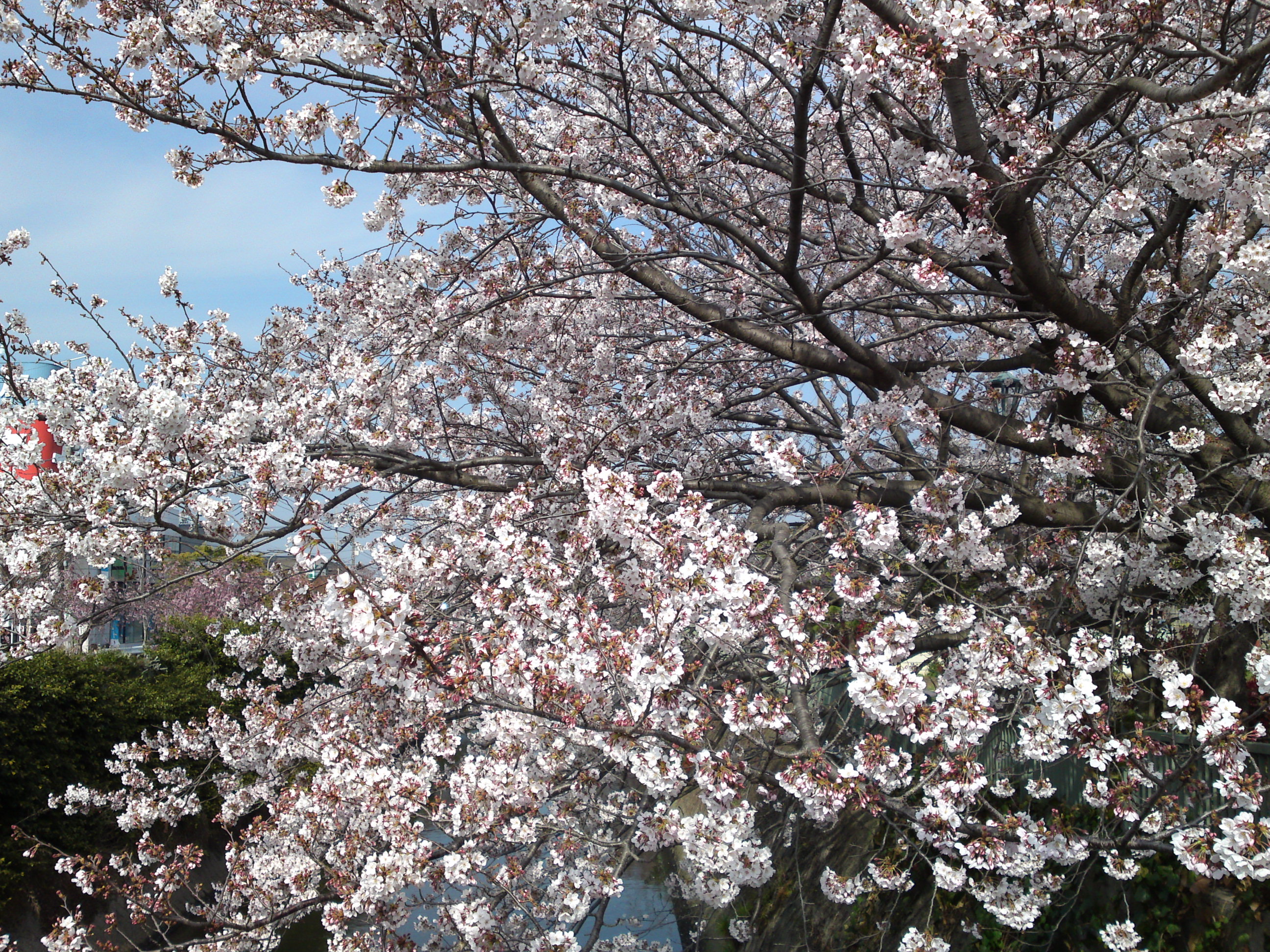 2017年大柏川沿いに咲く桜の花１８