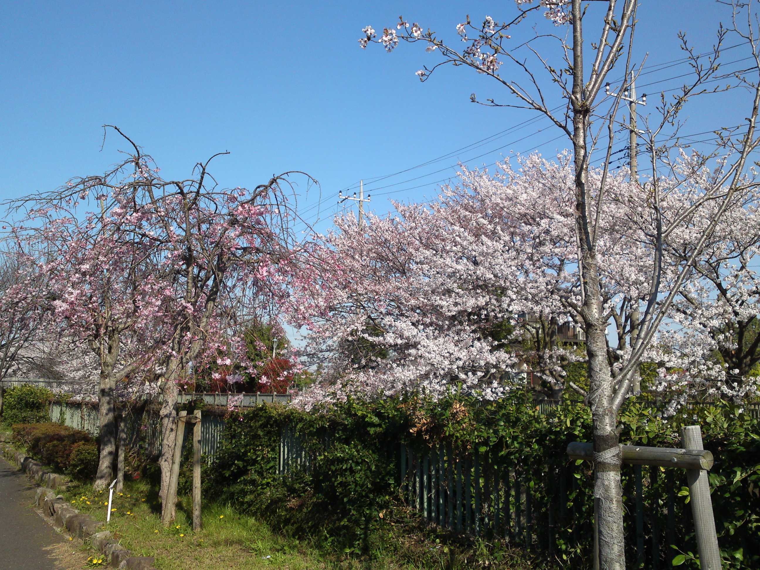2018年大柏川沿いに咲く桜の花１２