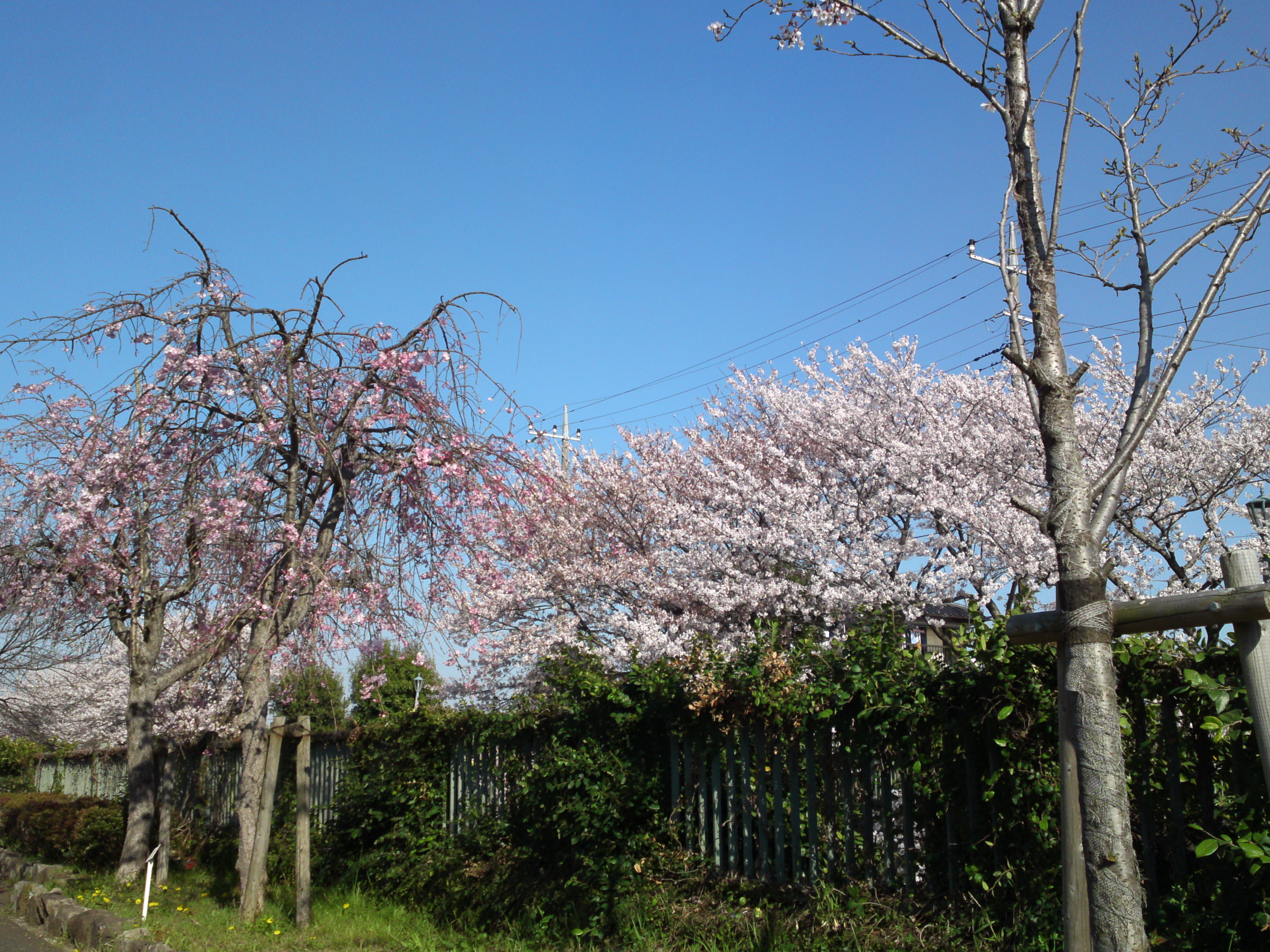 2018年大柏川沿いに咲く桜の花１３