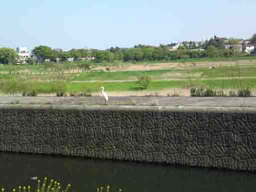 a white heron at Oogashiwa Choseiike