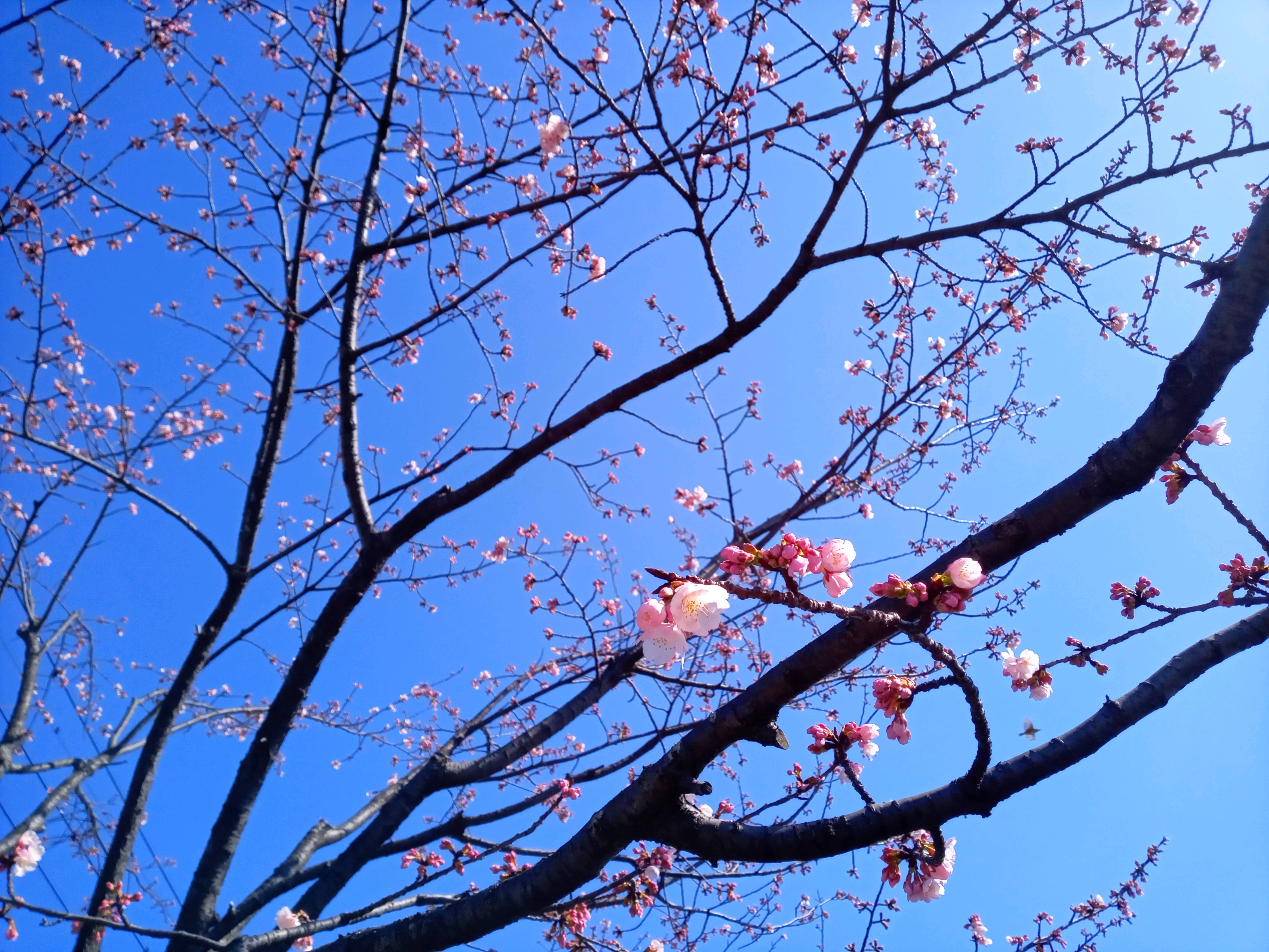 令和５年新川で開花した大寒桜１