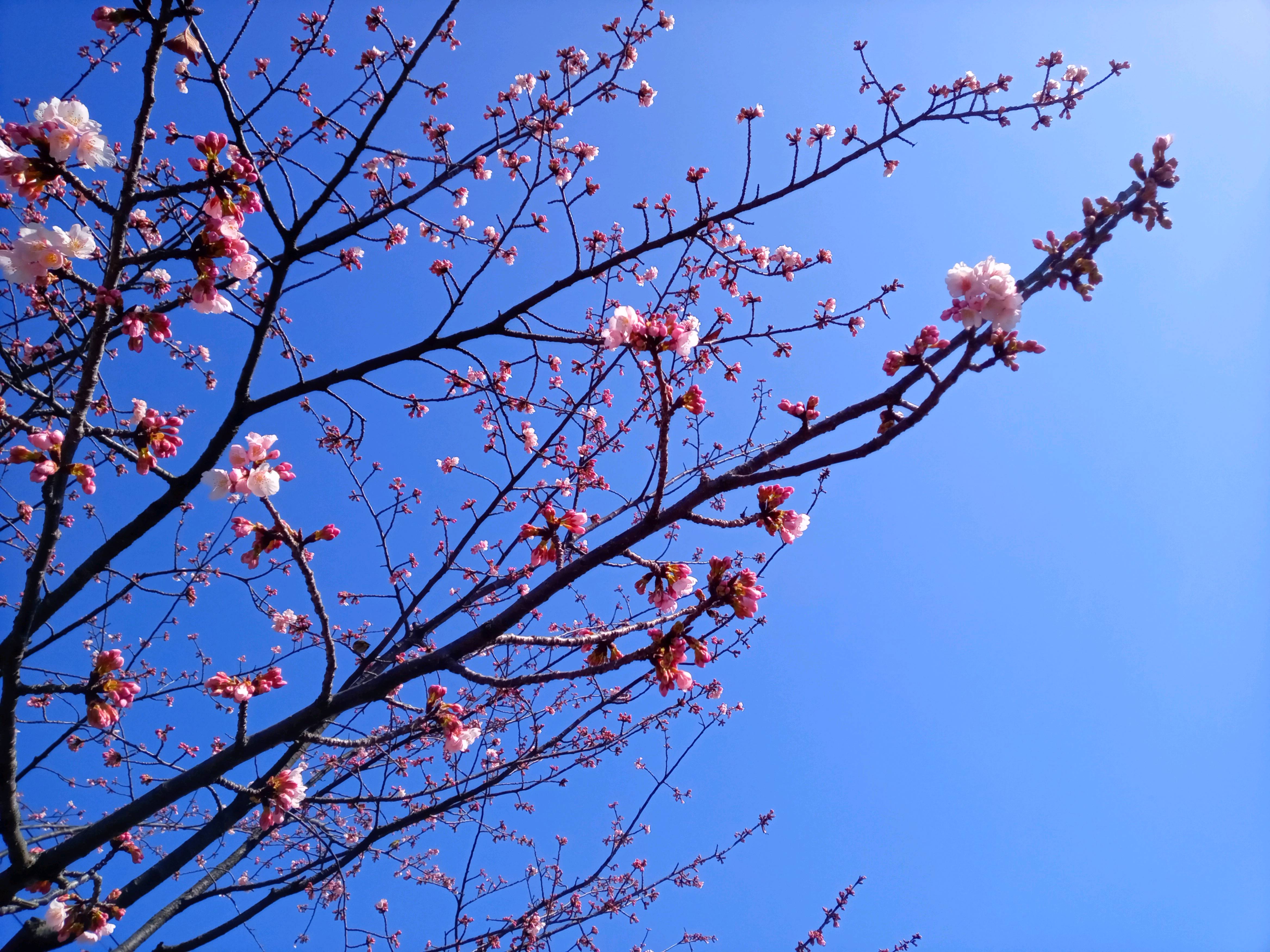 令和５年新川で開花した大寒桜２