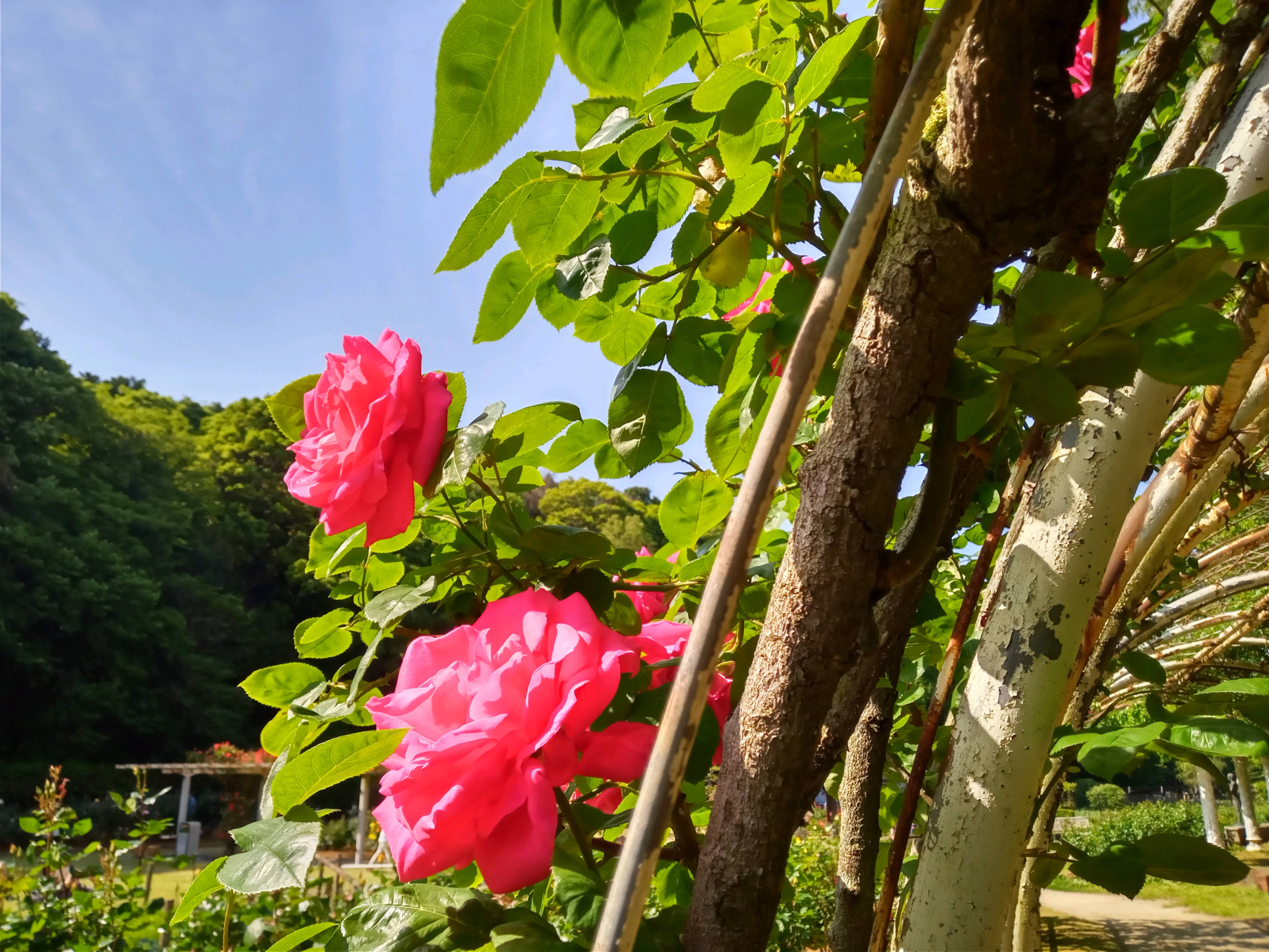 令和５年大町自然観察園で開花したバラの花１