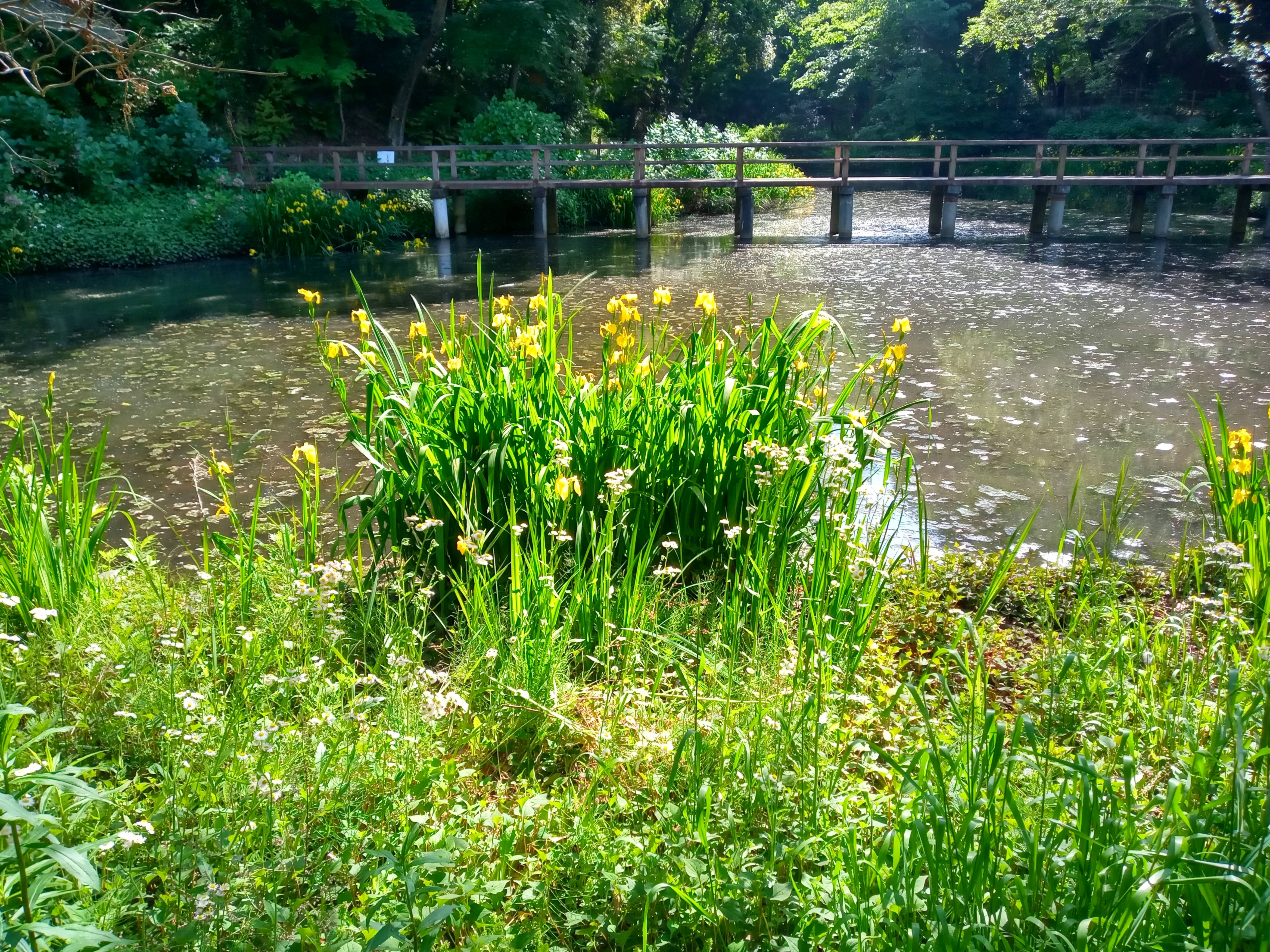 令和５年大町自然観察園の黃菖蒲