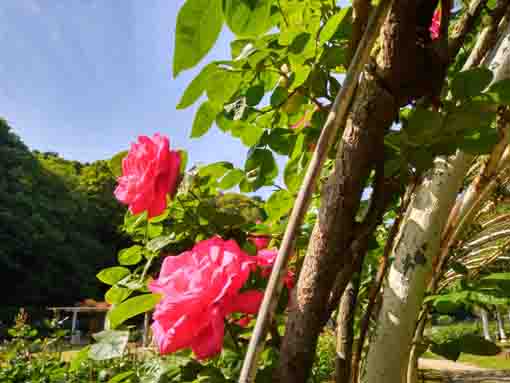 バラのトンネル上に咲く赤いバラの花