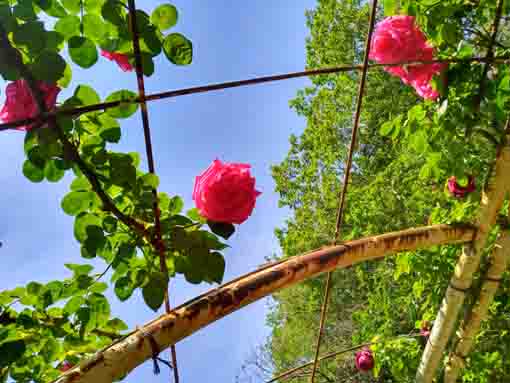 青空と赤いバラの花