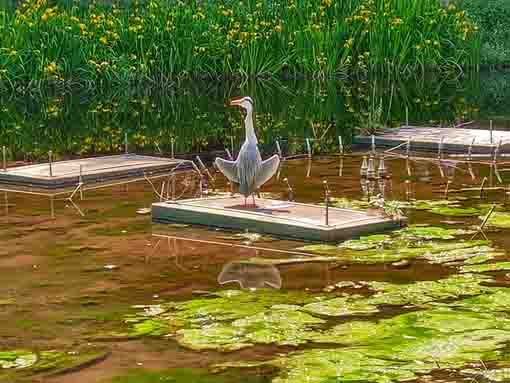 令和３年大町自然観察園の水鳥