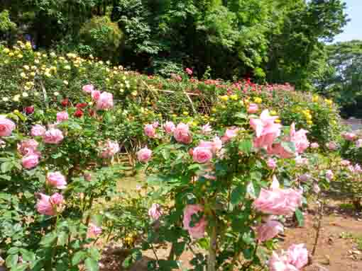 令和３年大町自然観察園に咲くバラの花⑨