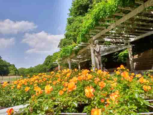 令和３年大町自然観察園に咲くバラの花⑧