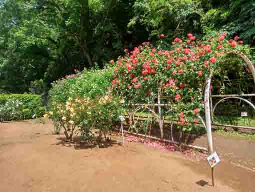 令和３年大町自然観察園に咲くバラの花⑩