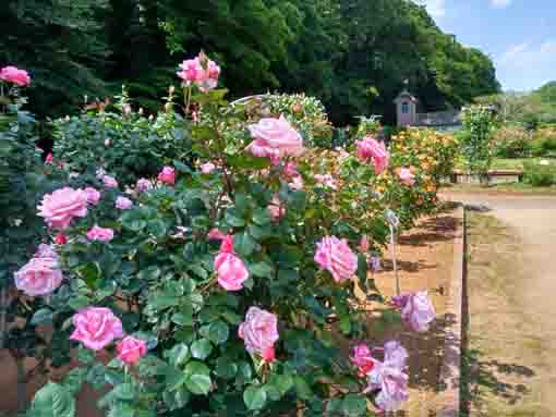 令和３年大町自然観察園に咲くバラの花①