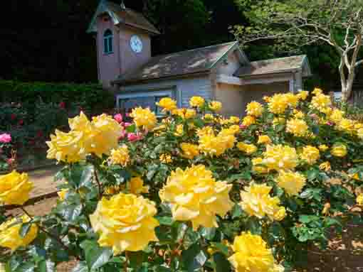 令和３年大町自然観察園に咲くバラの花⑥