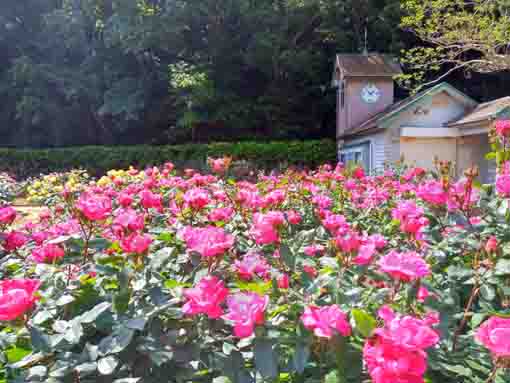 大町自然観察園のバラ園4