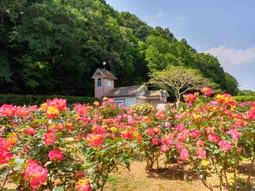 大町自然観察園のバラ園6