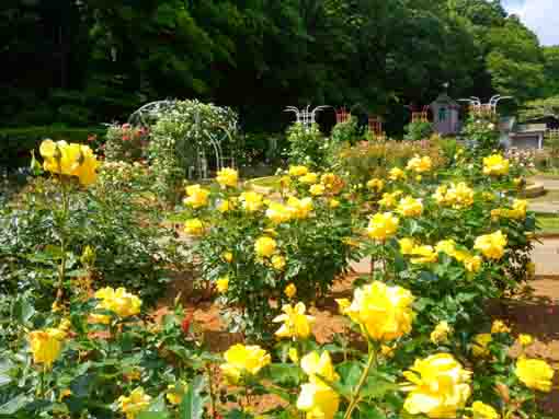 令和３年大町自然観察園に咲くバラの花②