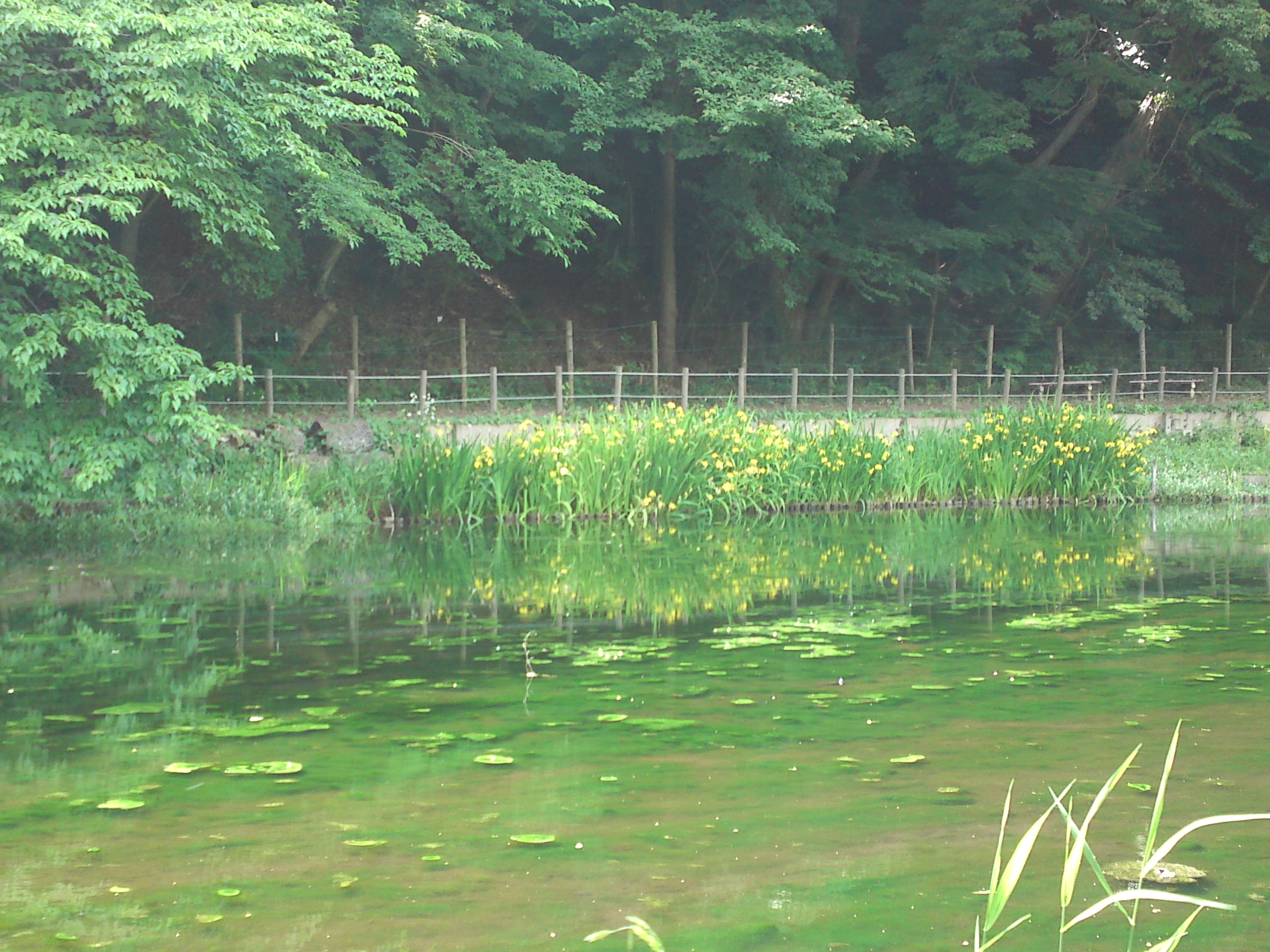 2019年大町自然観察園に咲く黃菖蒲１１