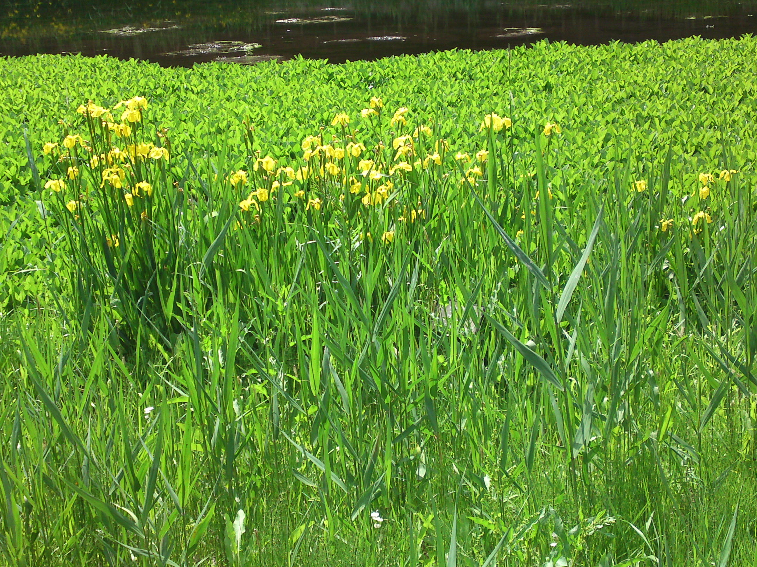 2019年大町自然観察園に咲く黃菖蒲１７