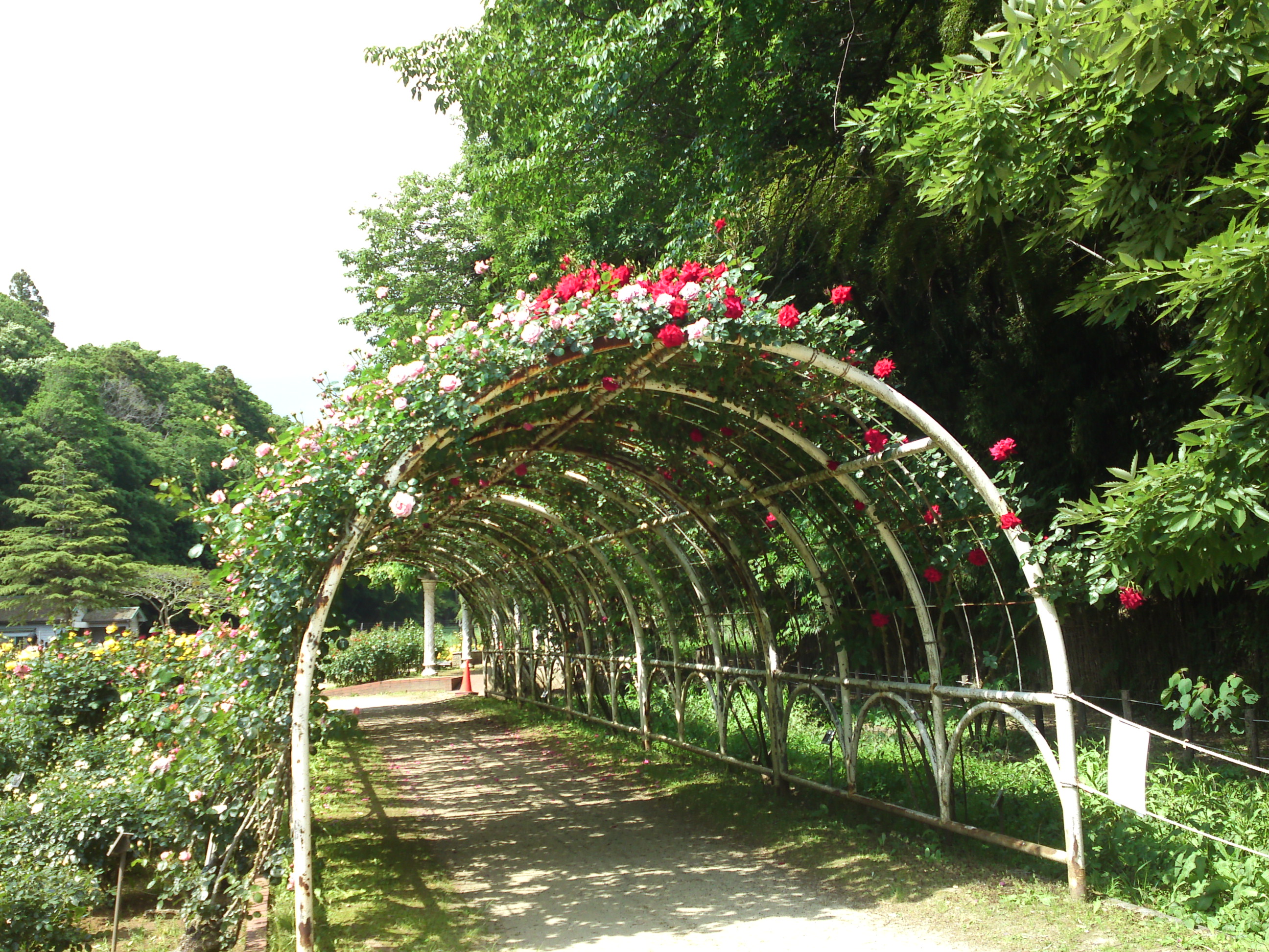 2019年大町自然観察園に咲くバラの花２