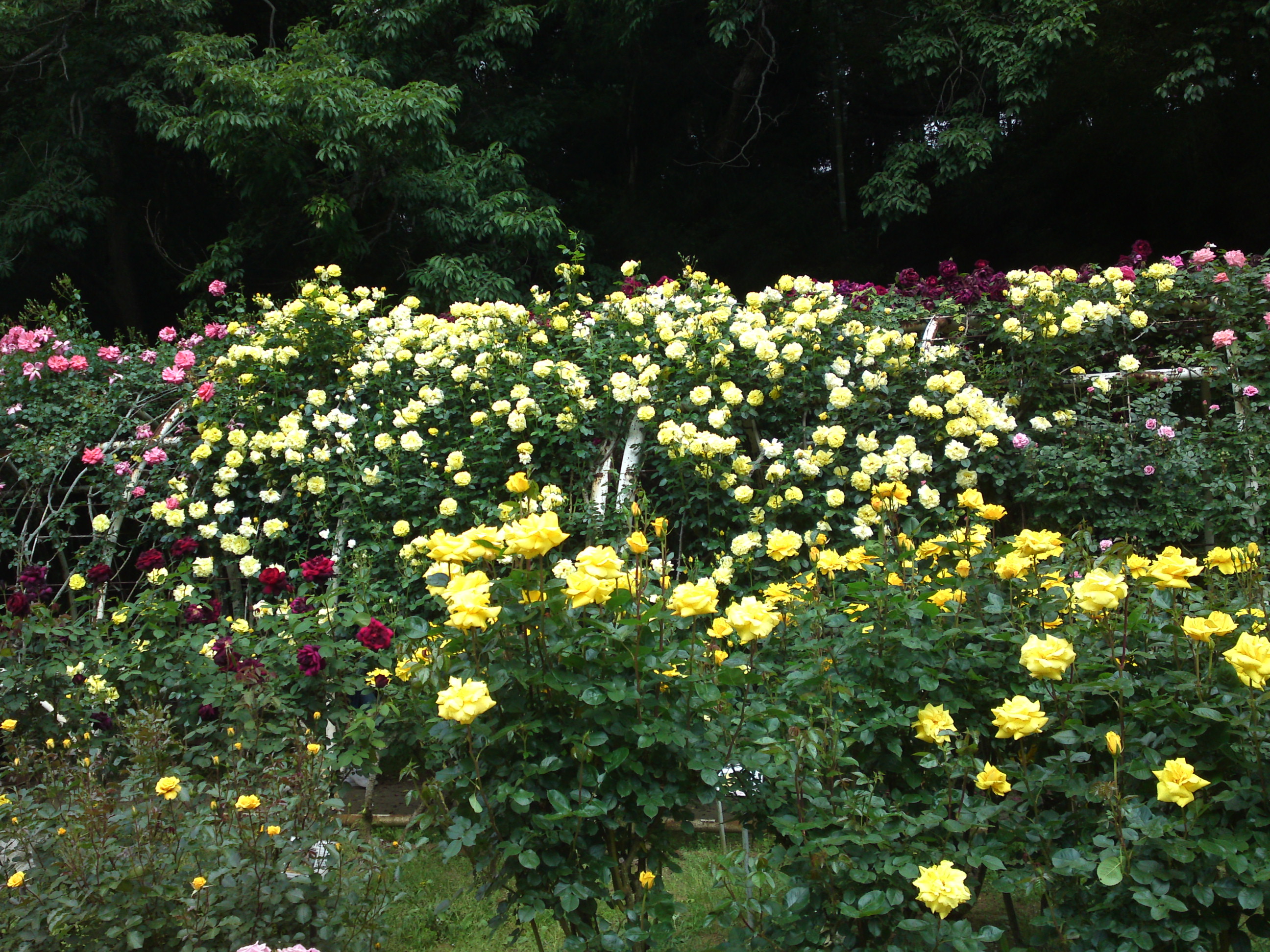 2019年大町自然観察園に咲くバラの花４