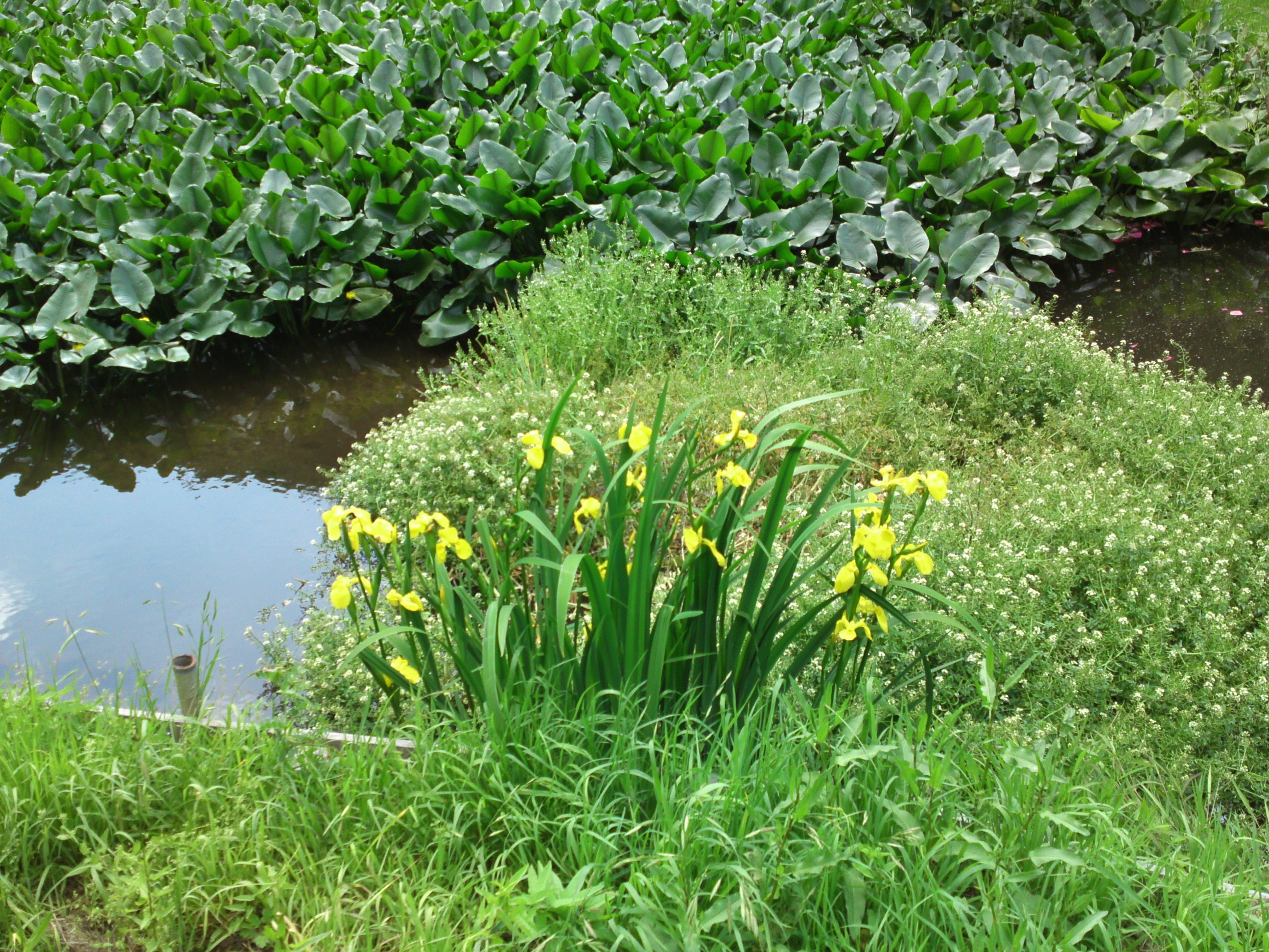 2019年大町自然観察園に咲く黃菖蒲１９