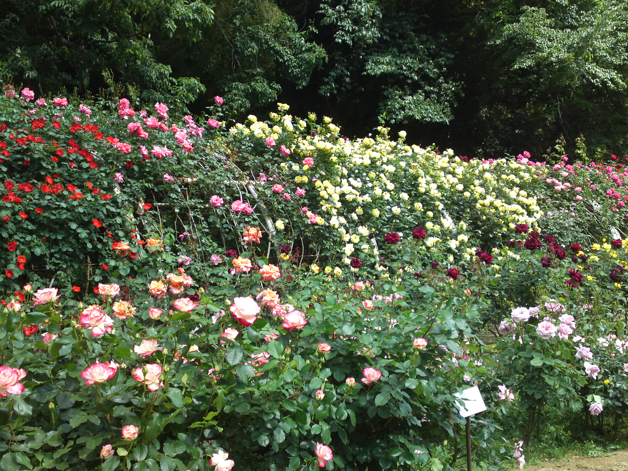 2019年大町自然観察園に咲くバラの花５