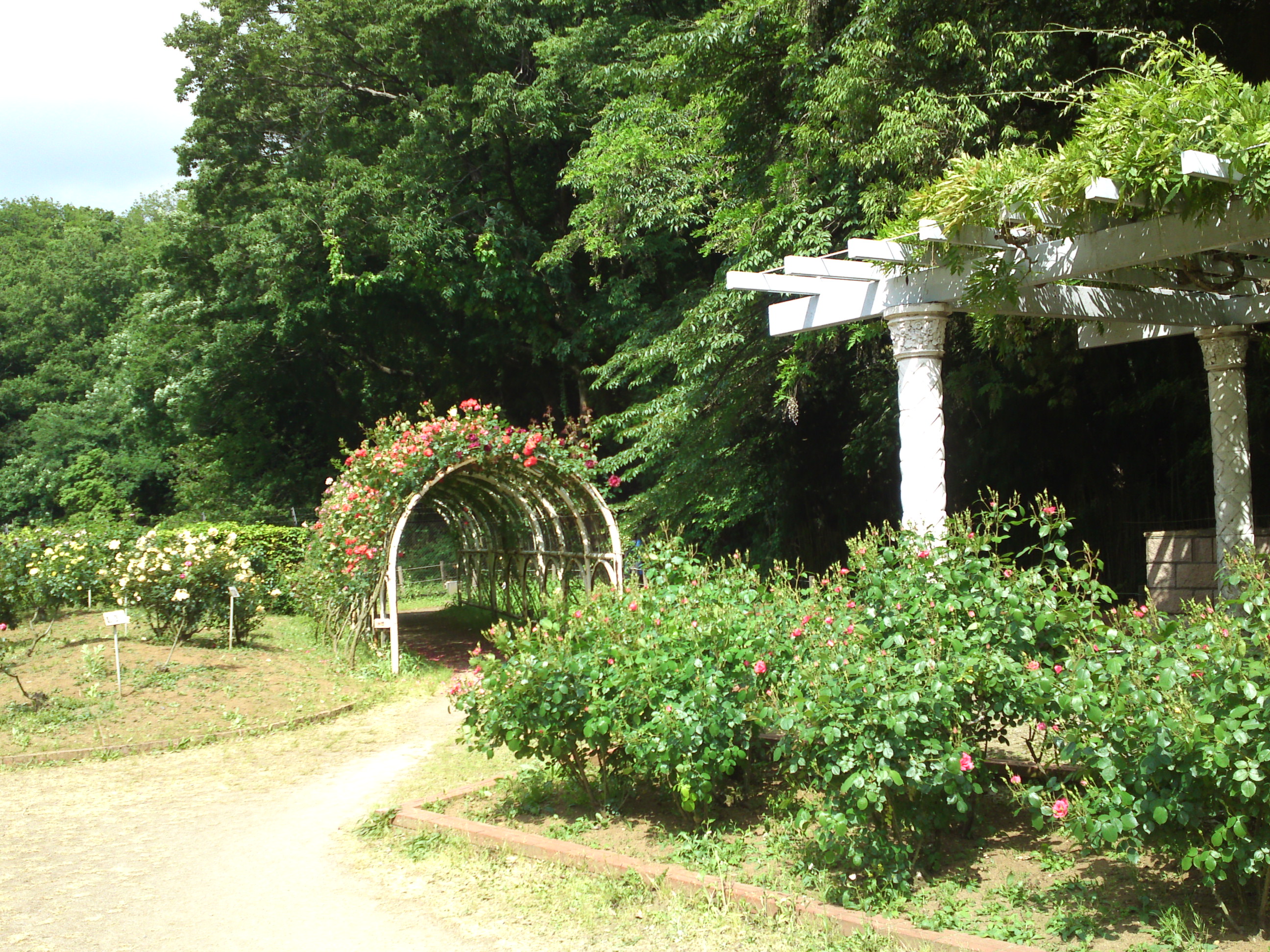 2019年大町自然観察園に咲くバラの花７