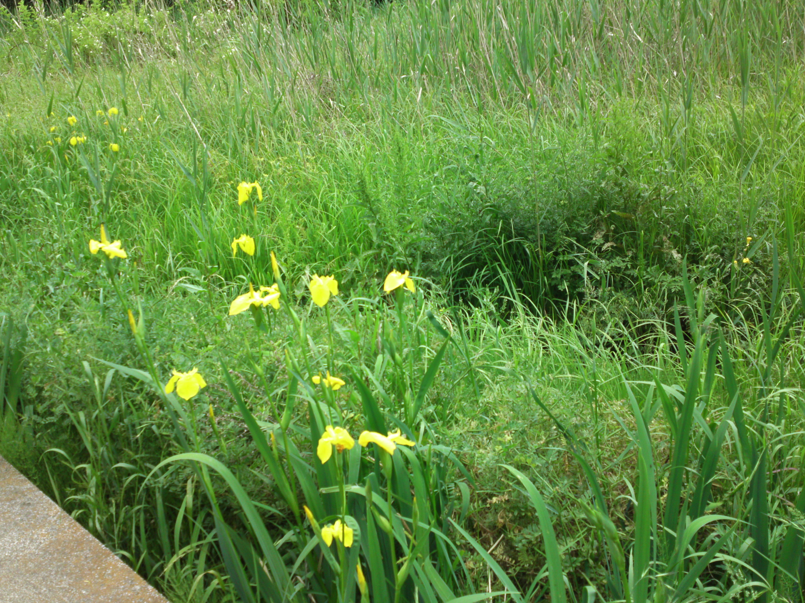 2019年大町自然観察園に咲く黃菖蒲２５