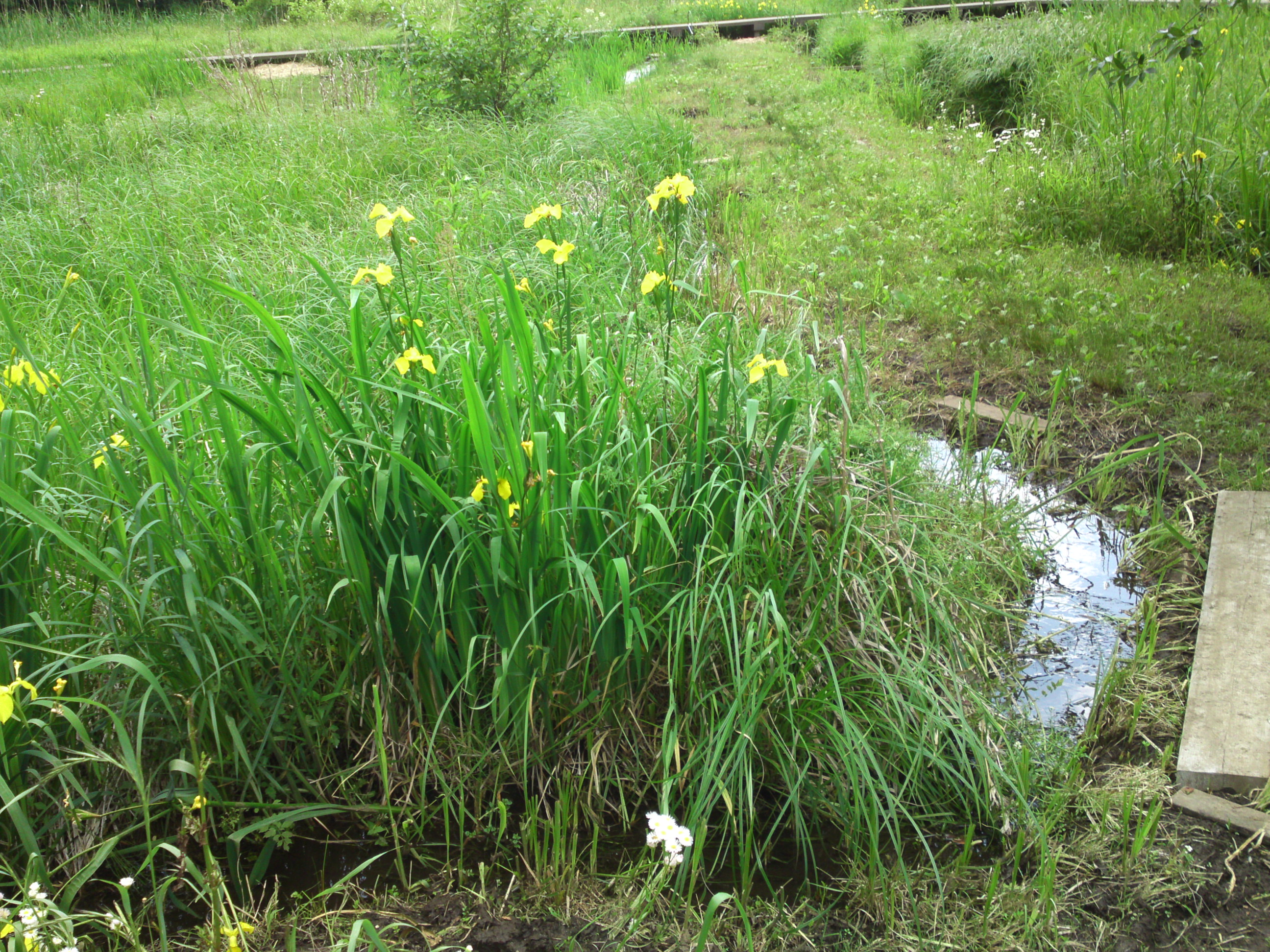 2019年大町自然観察園に咲く黃菖蒲２７