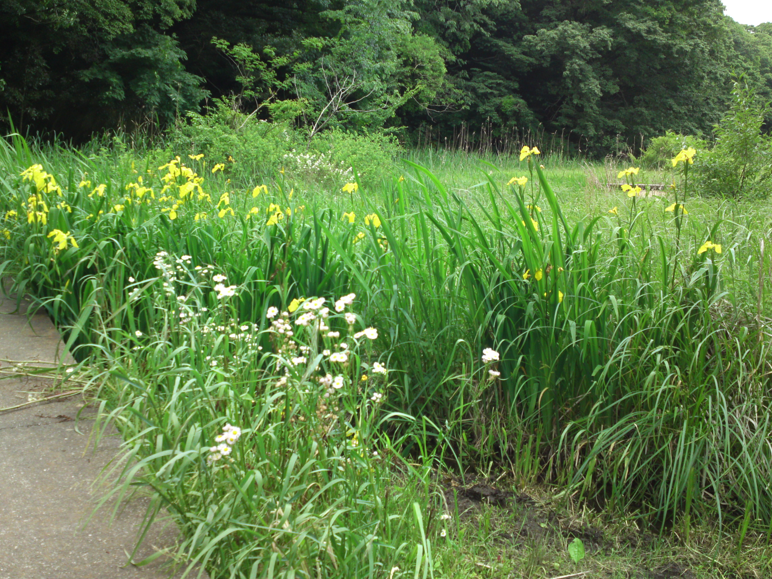 2019年大町自然観察園に咲く黃菖蒲２８