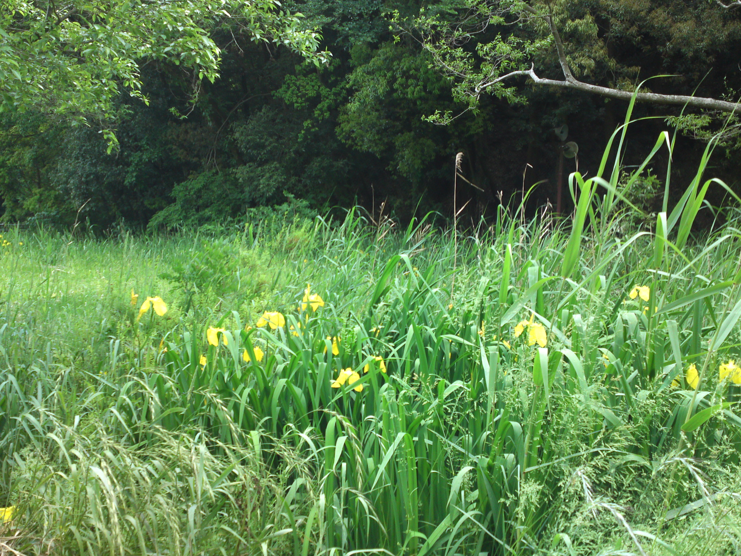 2019年大町自然観察園に咲く黃菖蒲２９