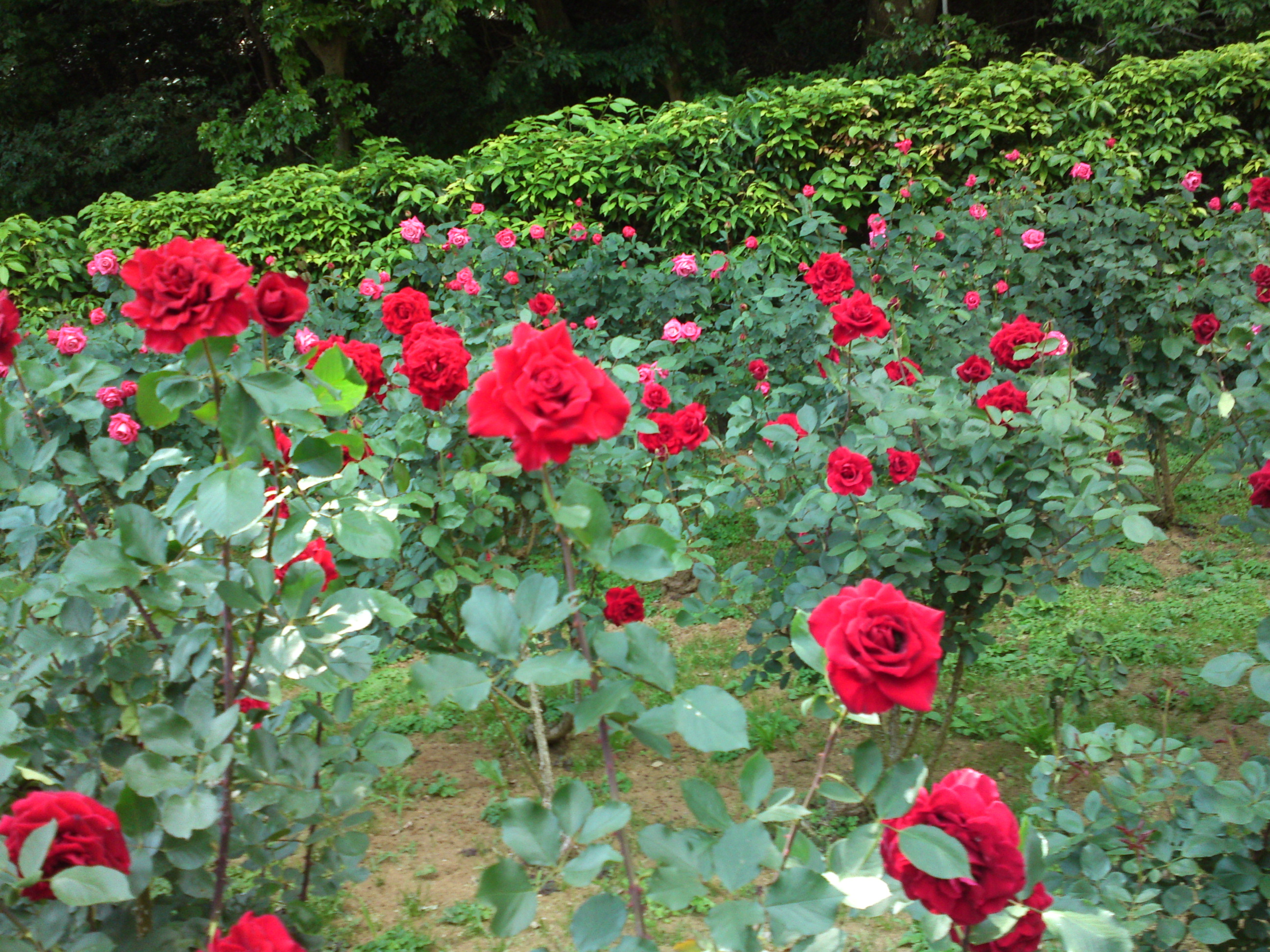 2019年大町自然観察園に咲くバラの花１０