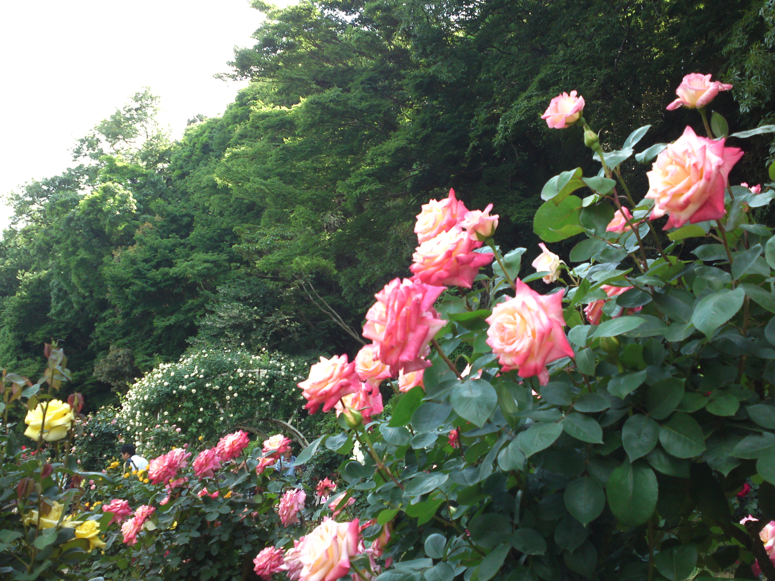 2019年大町自然観察園に咲くバラの花１３