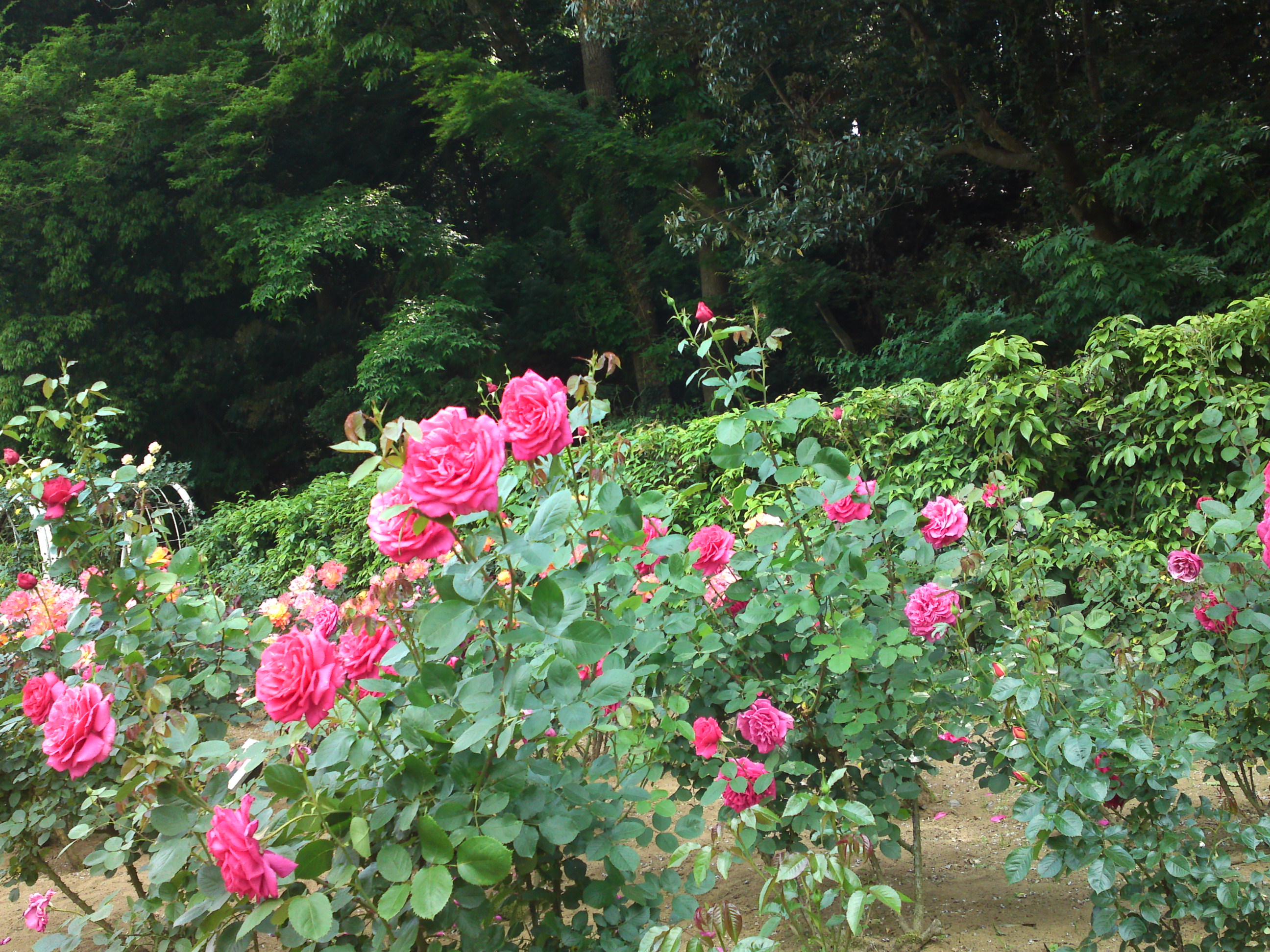 2019年大町自然観察園に咲くバラの花１４